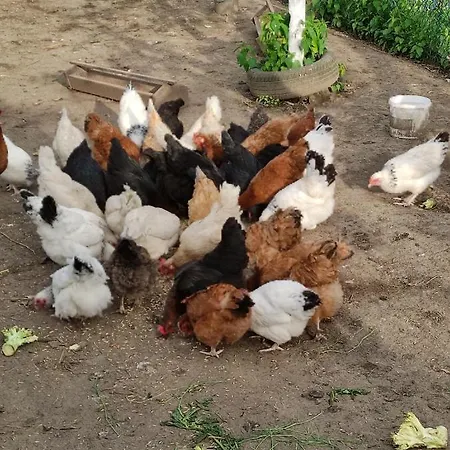 Gut منزل للإقامة بوليسلافيتش