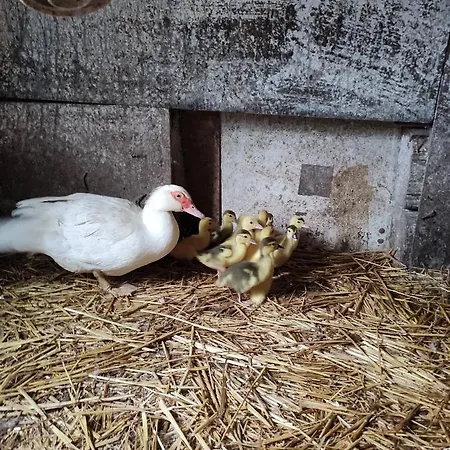 Gut Accommodatie bij particulieren *