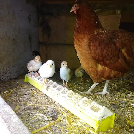 Gut منزل للإقامة بوليسلافيتش