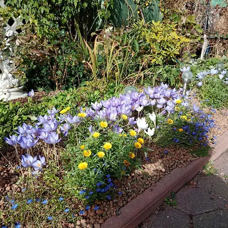 Gut بوليسلافيتش