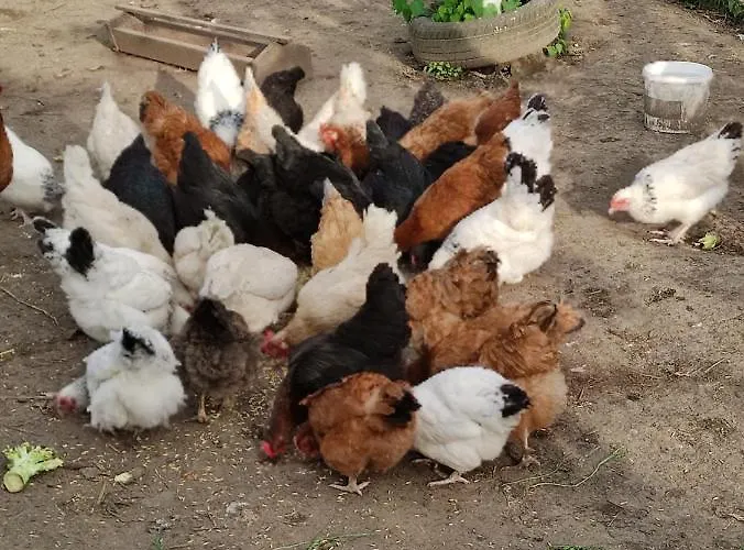 Gut ホームステイ ブンツラウ