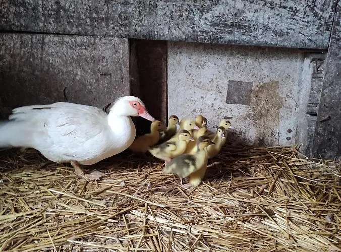 Gut ホームステイ *