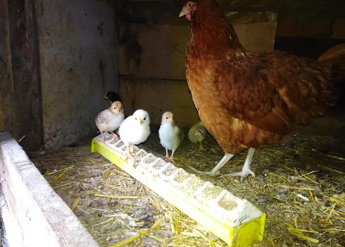 Gut ホームステイ ブンツラウ